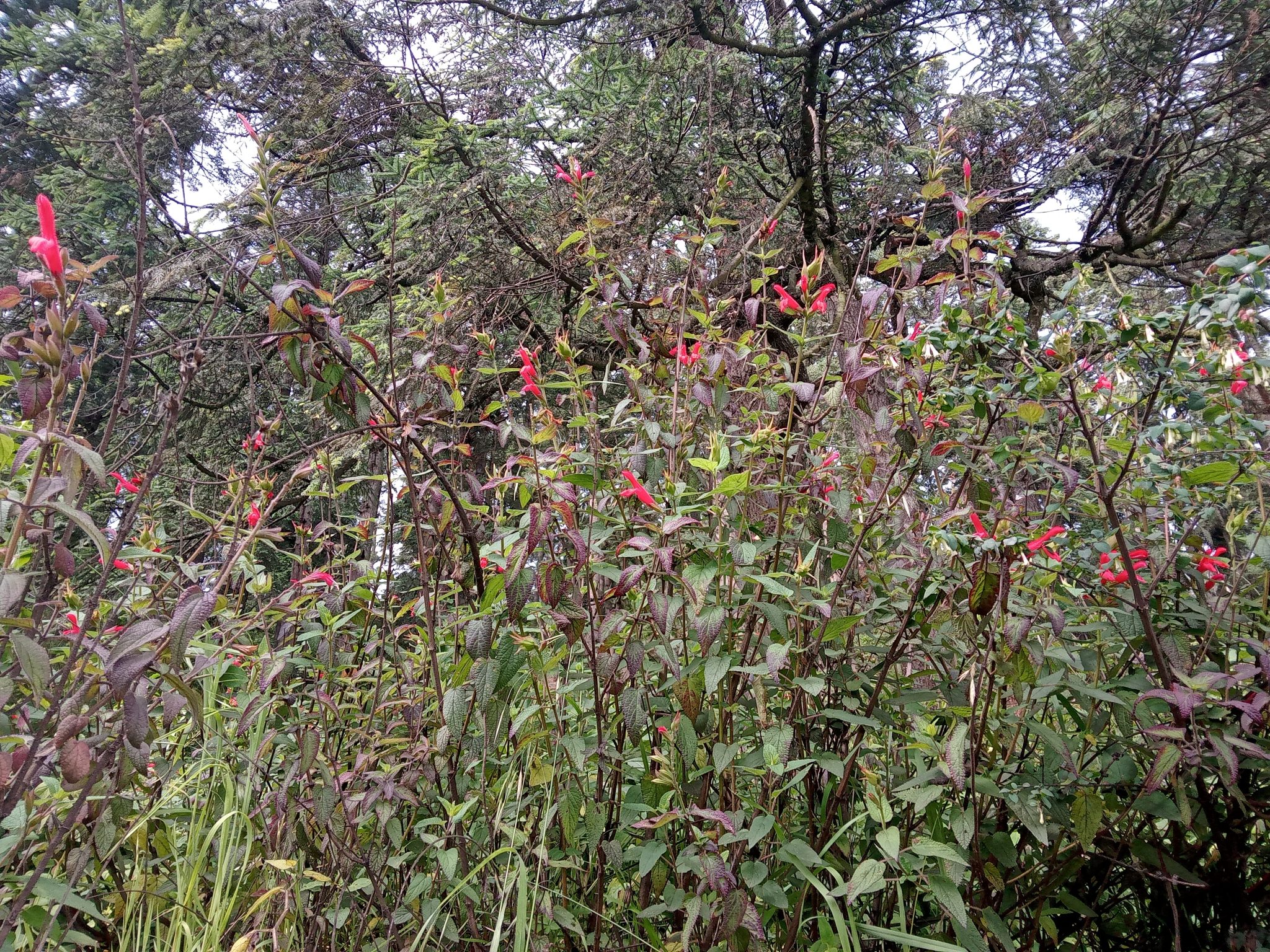 Salvia fulgens